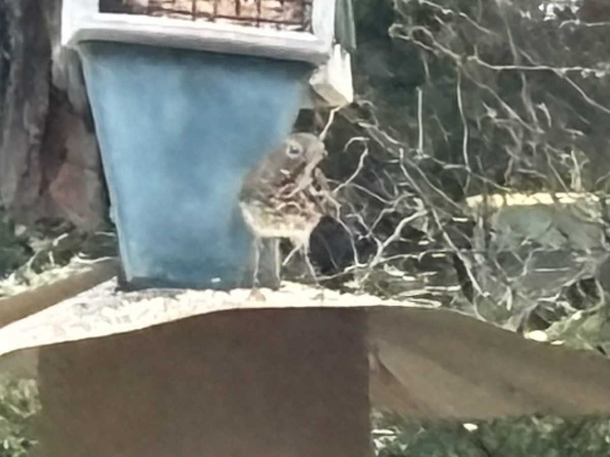 Hermit Thrush - ML613954141