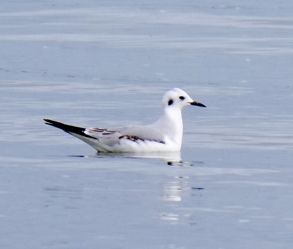 Bonaparte's Gull - ML613954170