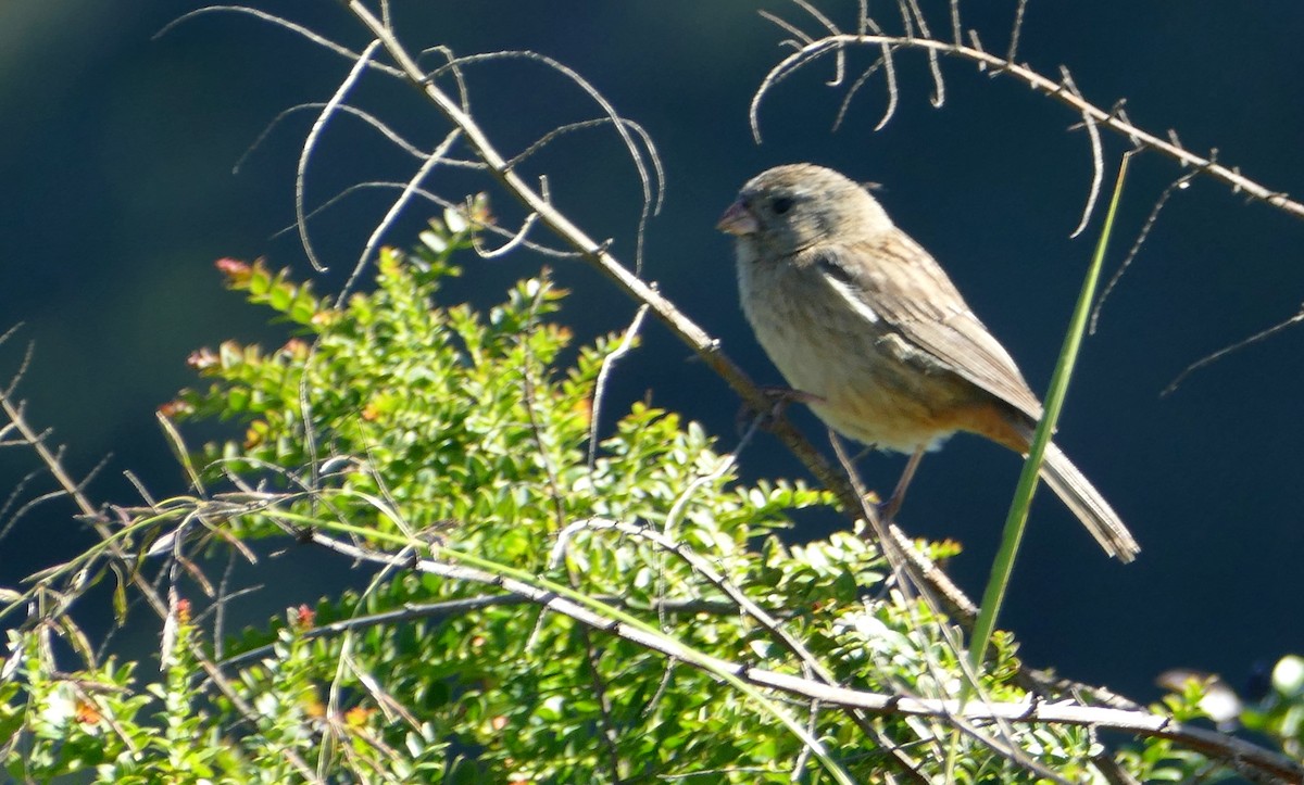 Plain-colored Seedeater - Pierre Bonmariage