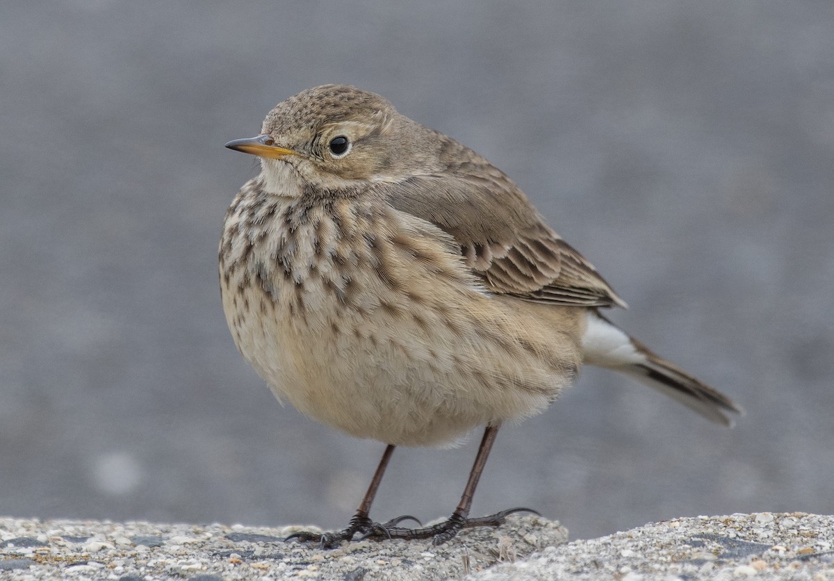 American Pipit - Dave DeSarno