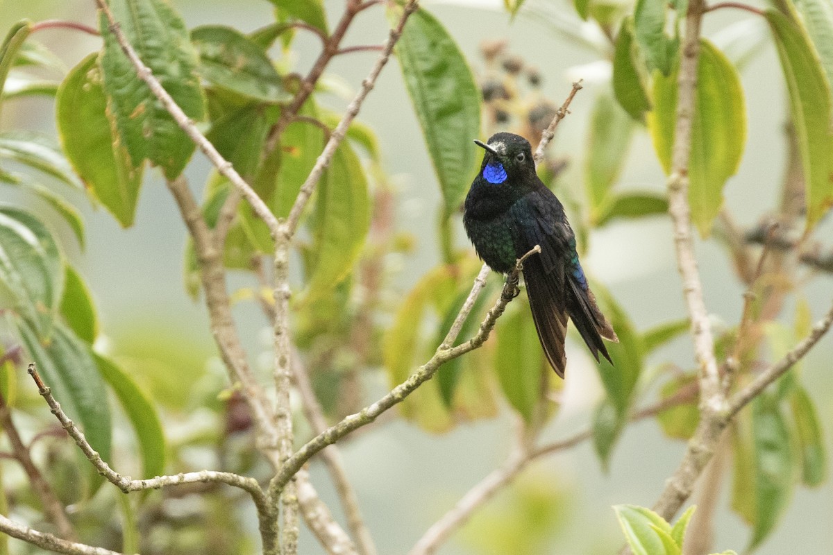 papučka černá - ML613954594