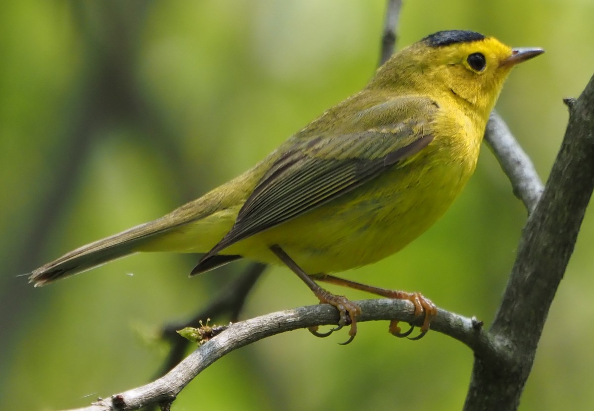 Wilson's Warbler - ML613954632