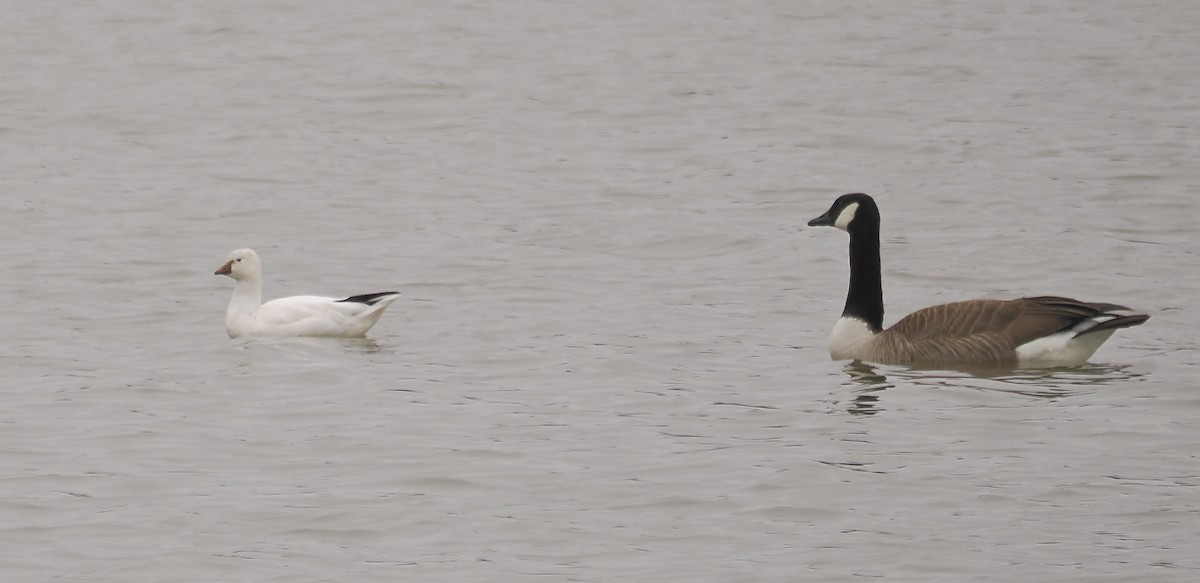 Ross's Goose - ML613954634