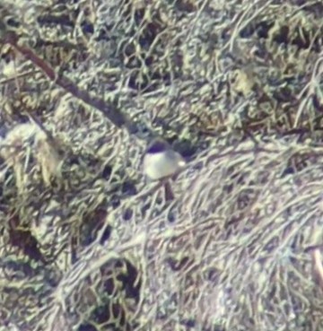 Eastern Phoebe - ML613954635