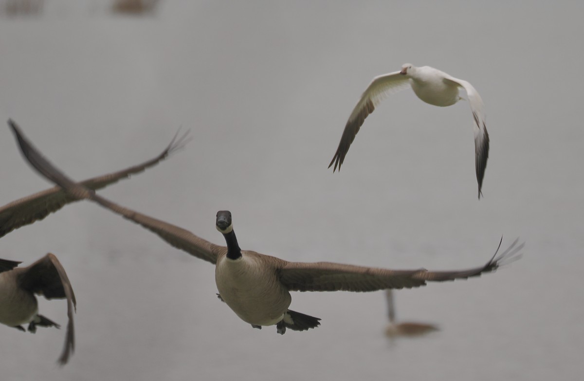 Ross's Goose - ML613954637