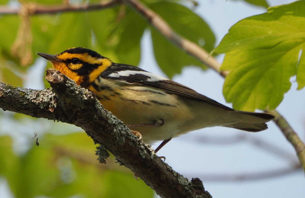 Blackburnian Warbler - ML613954666