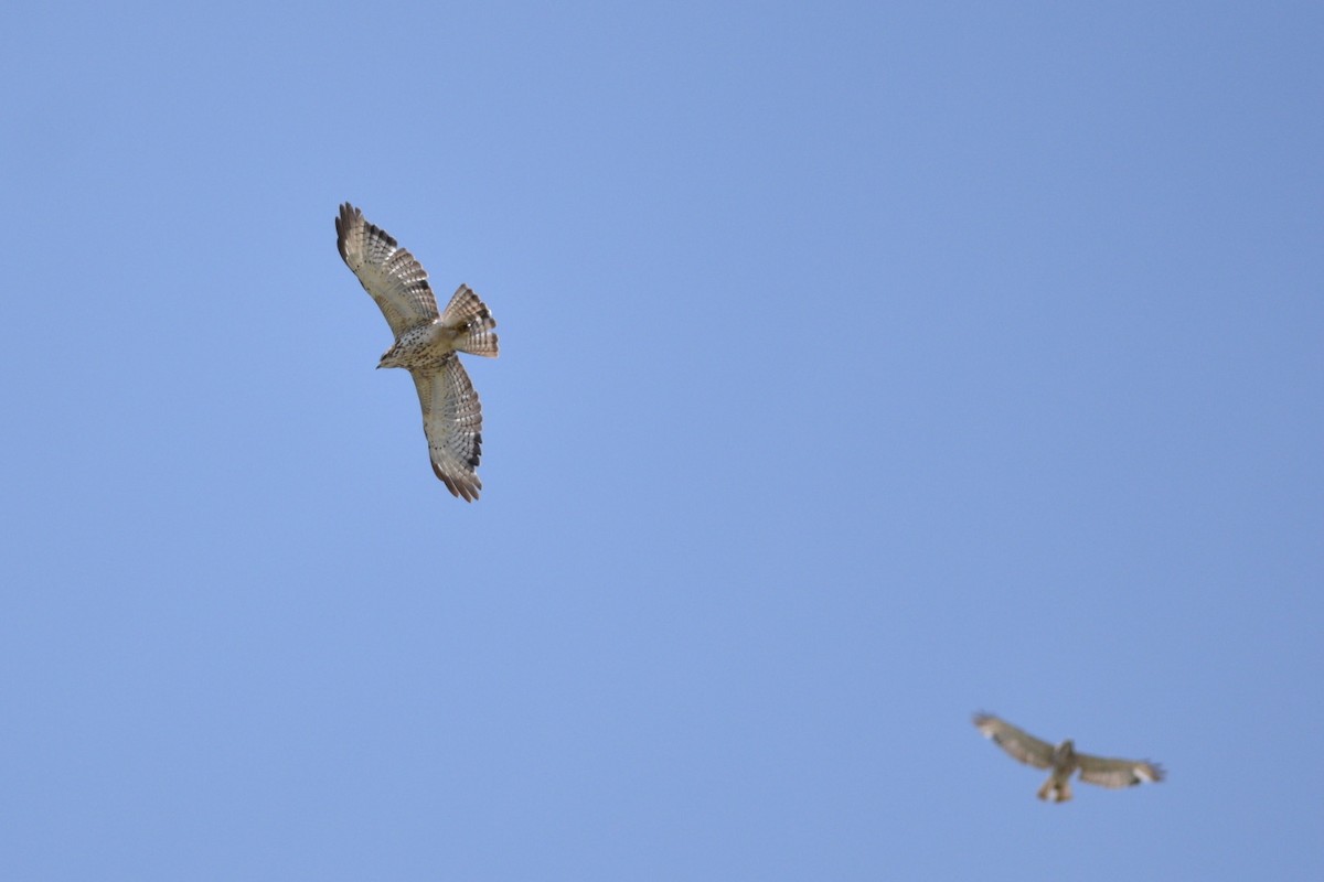 Broad-winged Hawk - Kiah R. Jasper