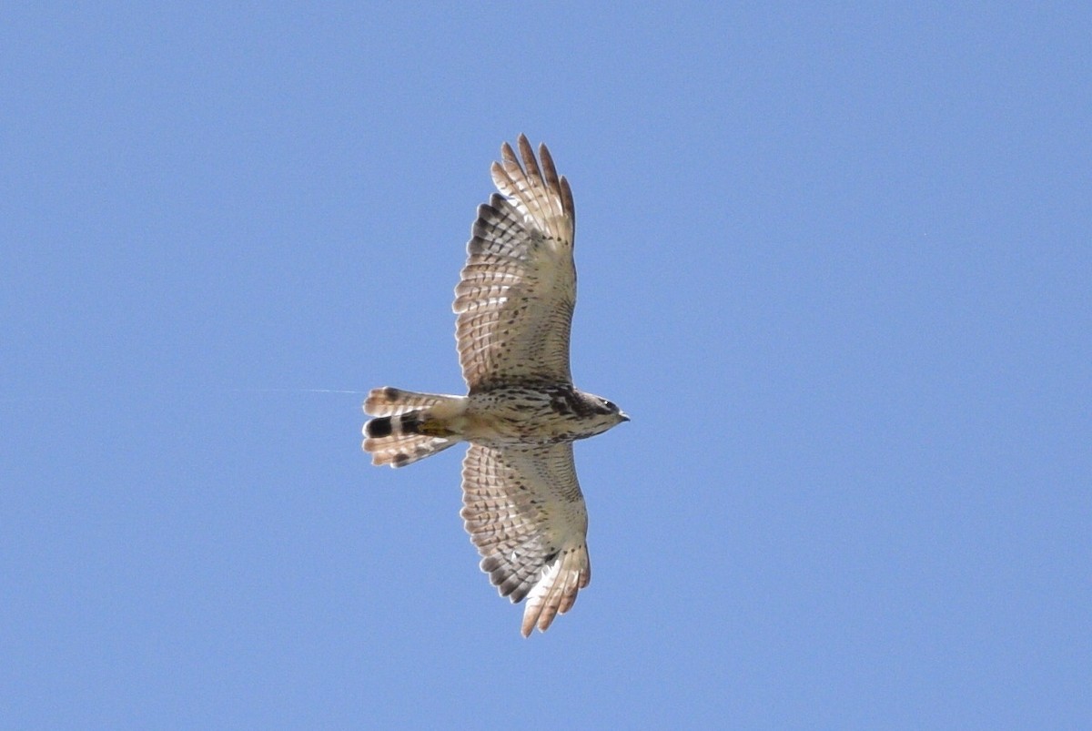 Broad-winged Hawk - Kiah R. Jasper