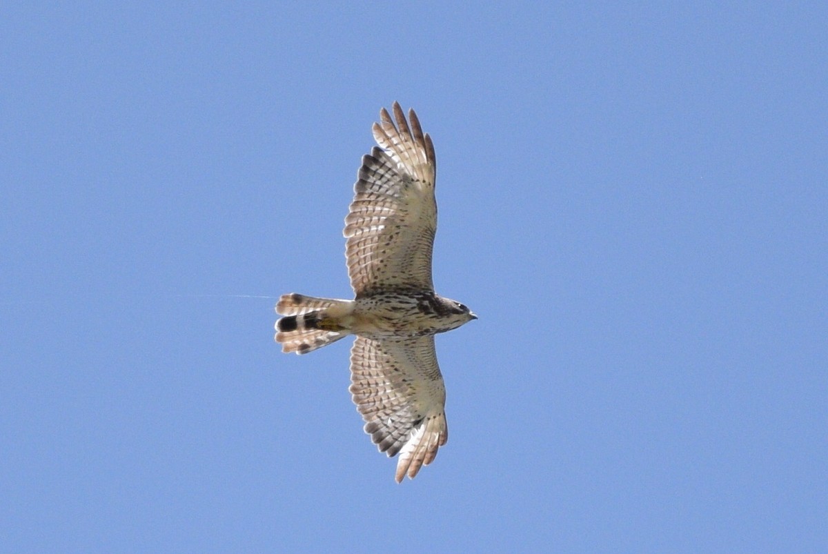 Broad-winged Hawk - ML613954843