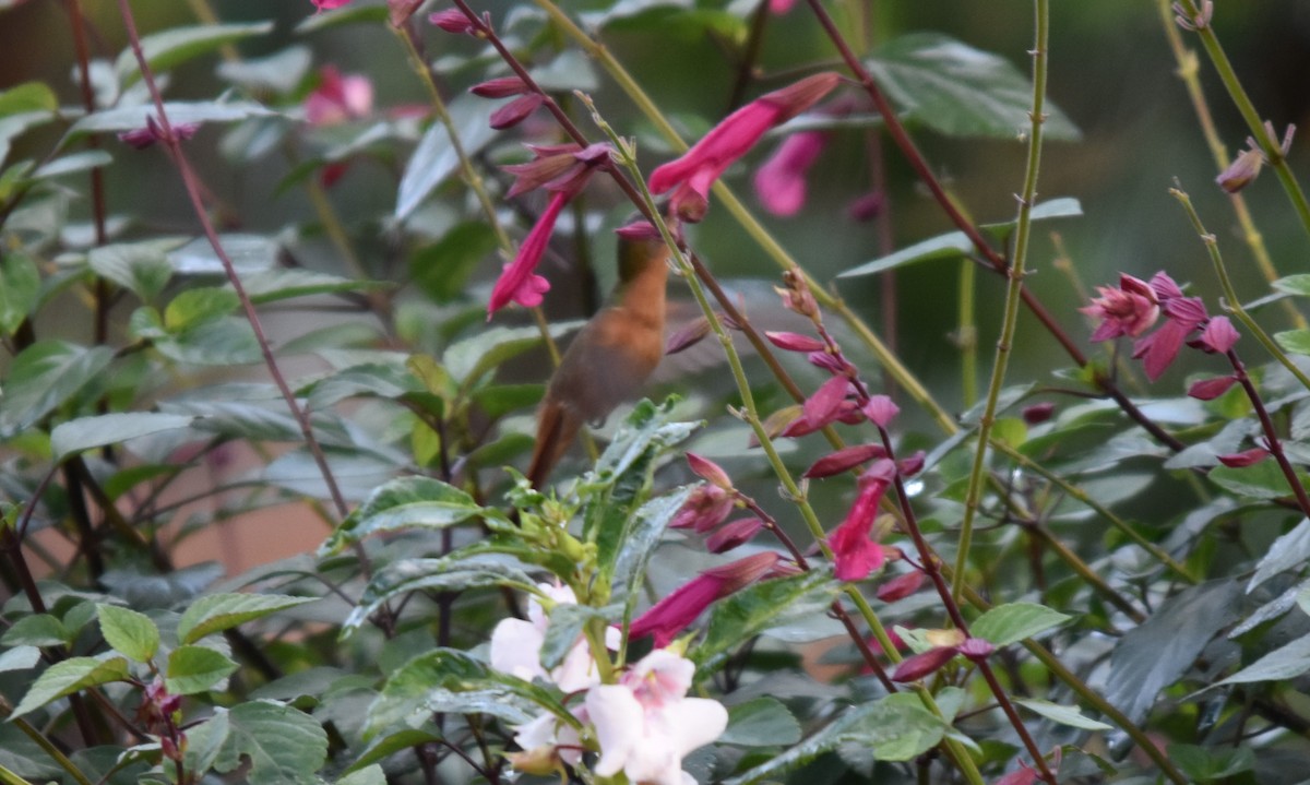 kolibřík ryšavý - ML613954907