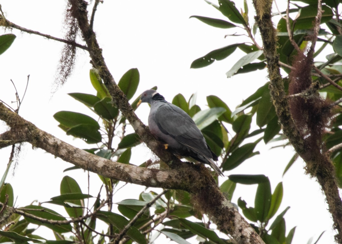 Band-tailed Pigeon - ML613954914