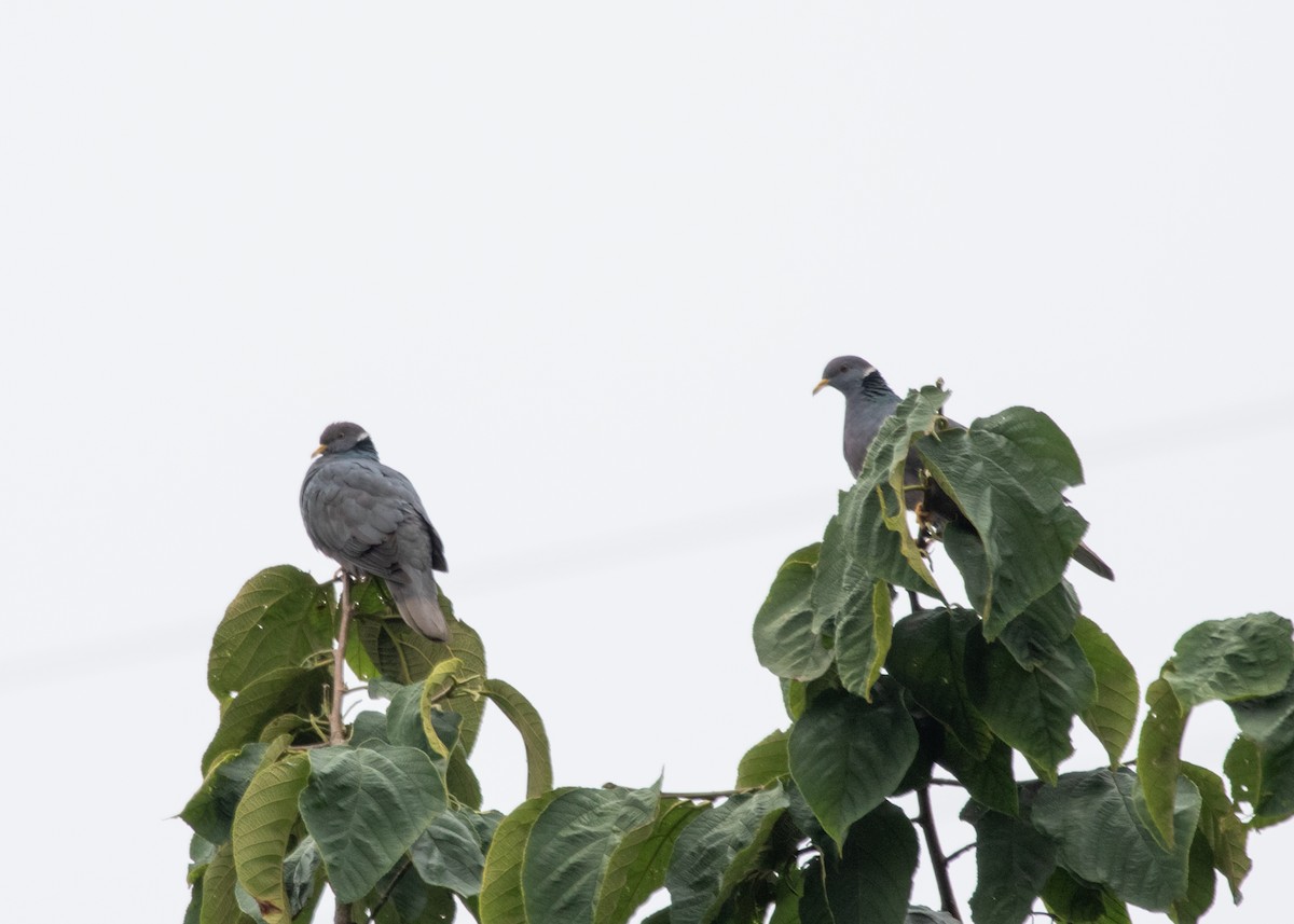 Band-tailed Pigeon - ML613954915