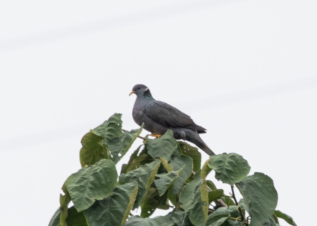 Band-tailed Pigeon - ML613954916