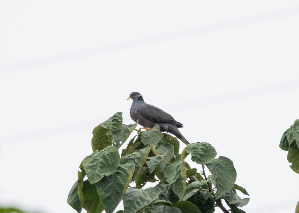 Band-tailed Pigeon - ML613954917