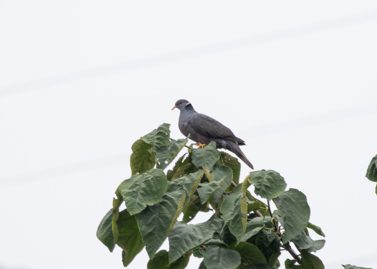 Band-tailed Pigeon - Silvia Faustino Linhares