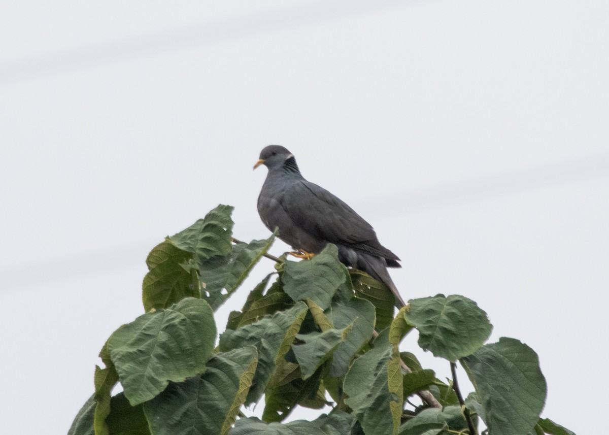 Band-tailed Pigeon - Silvia Faustino Linhares