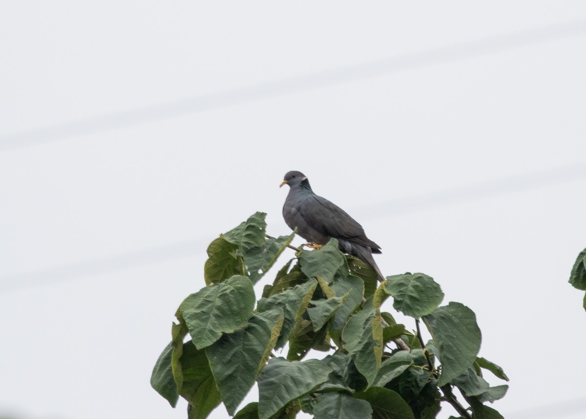 Band-tailed Pigeon - ML613954920