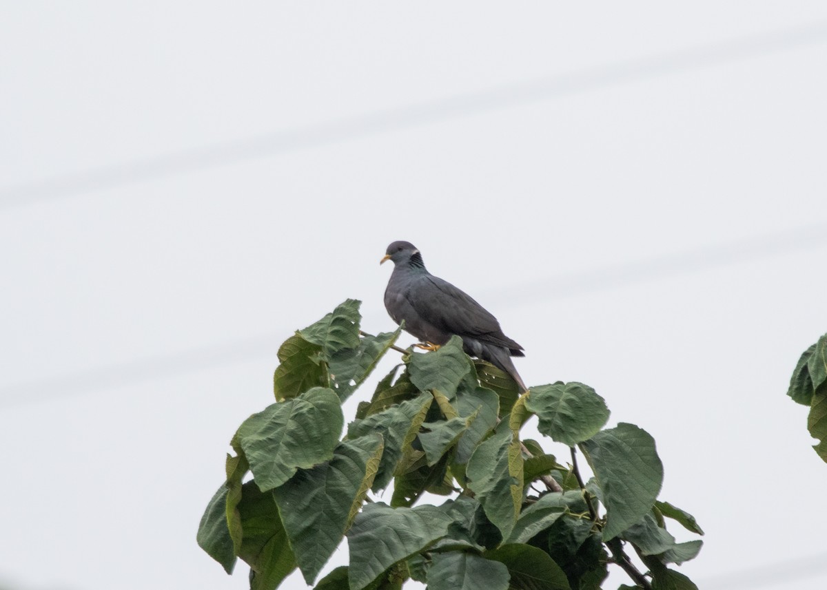 Band-tailed Pigeon - ML613954921