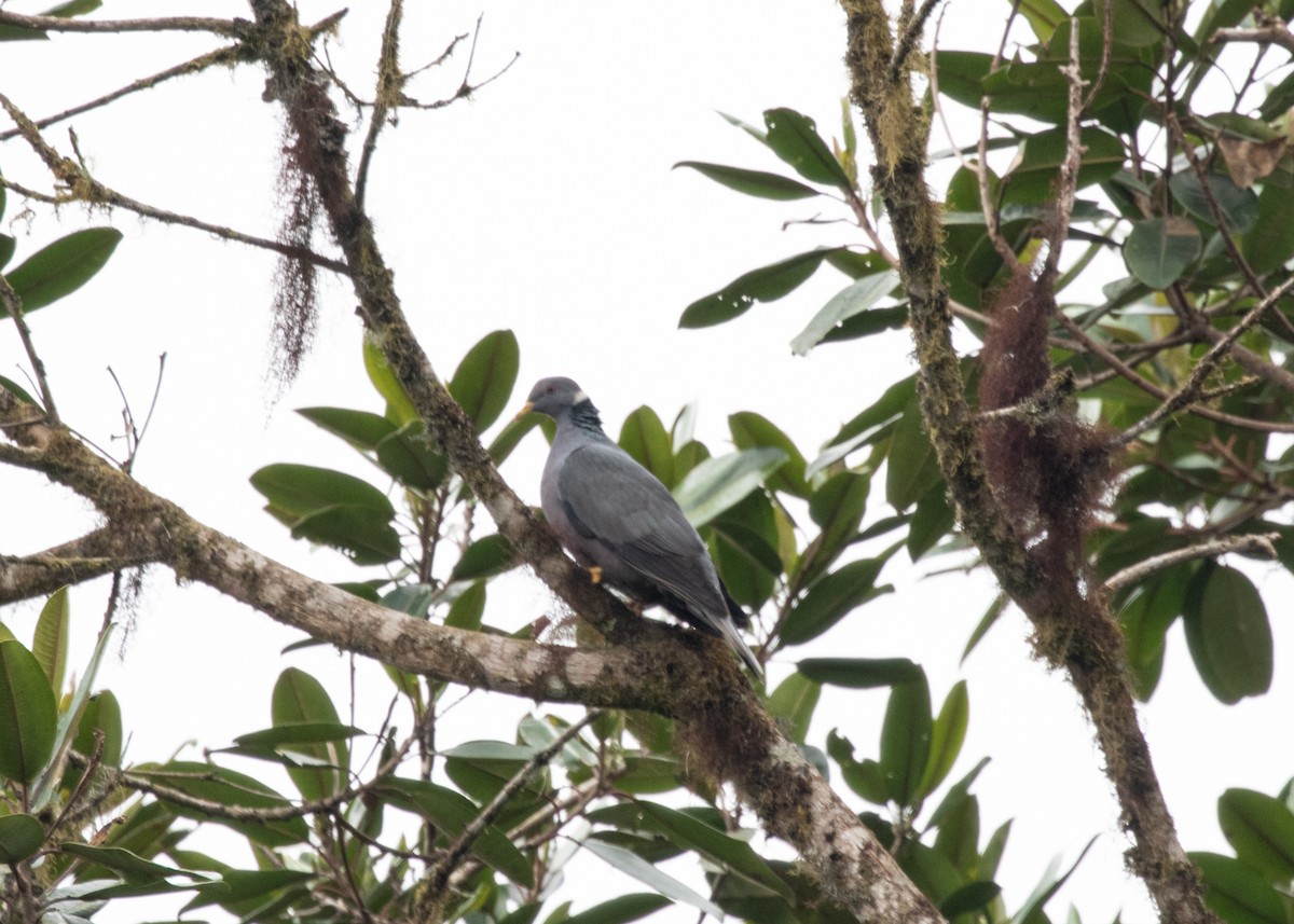 Band-tailed Pigeon - ML613954922