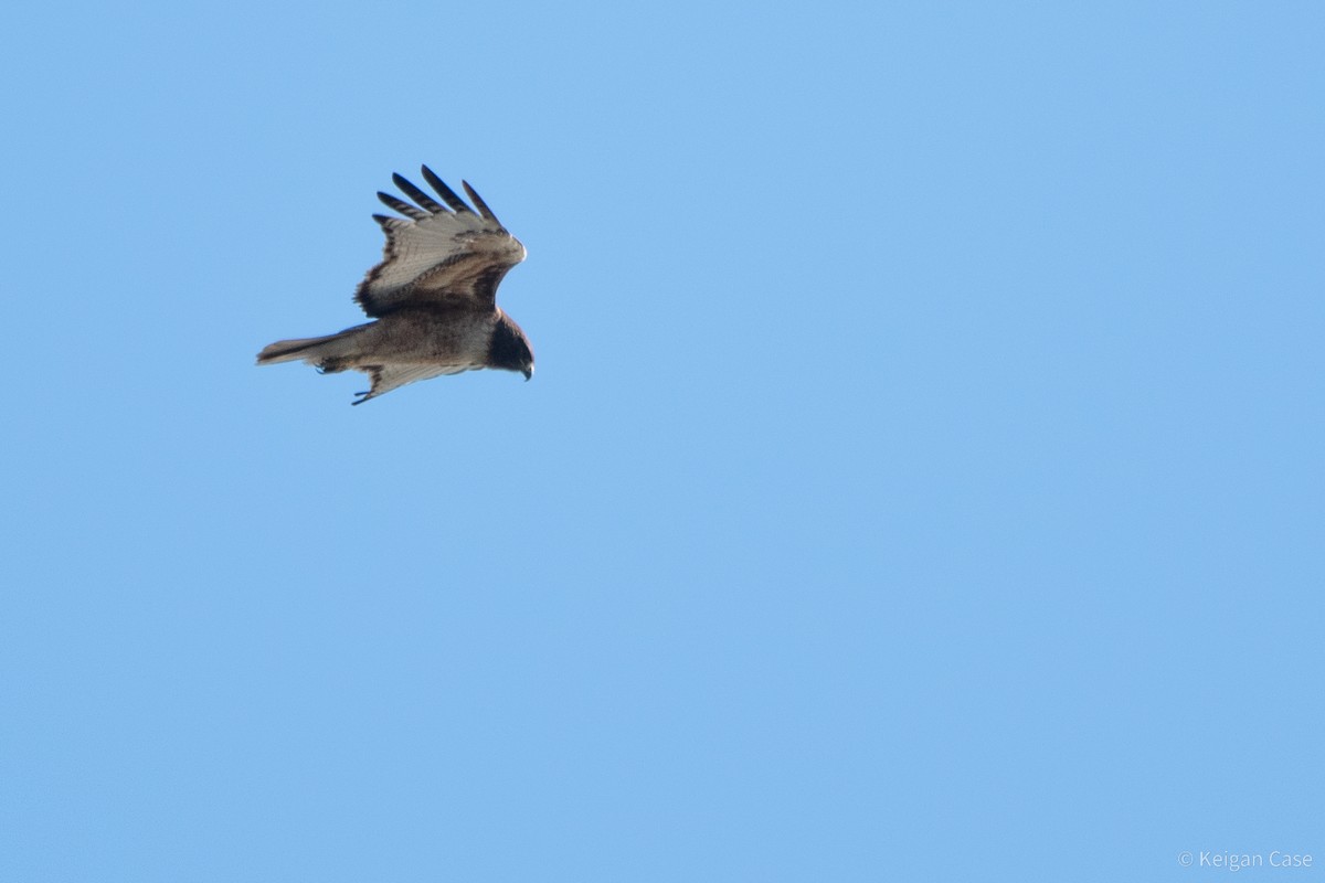 Red-tailed Hawk - ML613954937