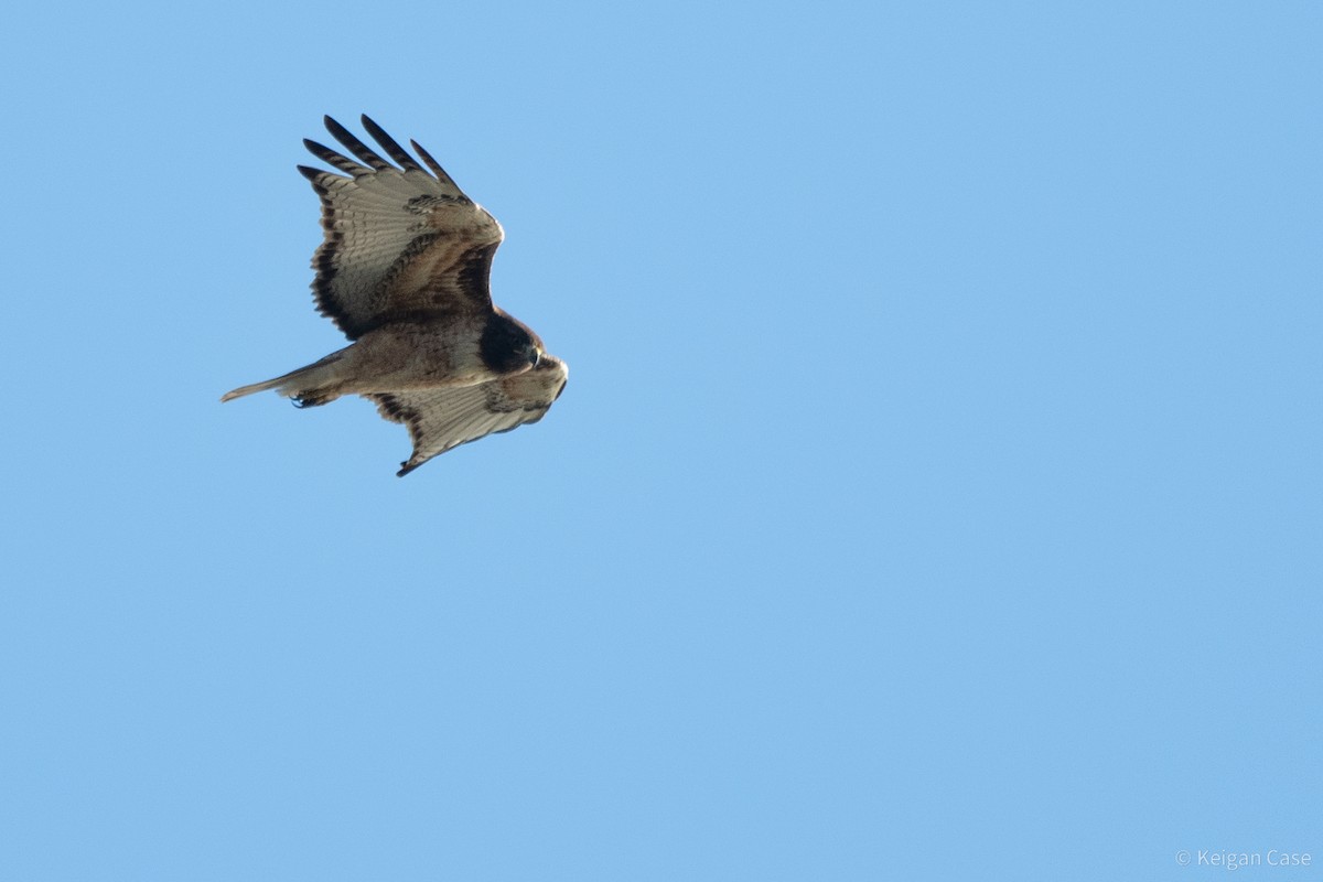 Red-tailed Hawk - ML613954938