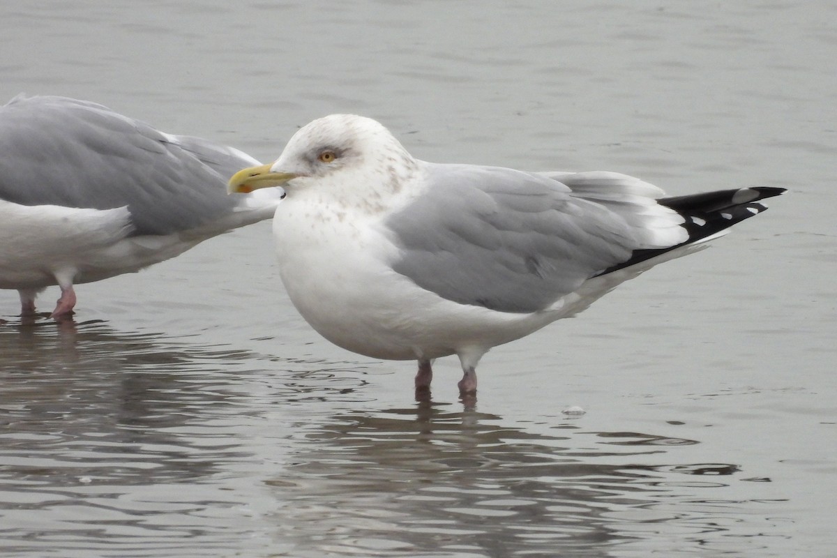 Herring Gull - ML613954981