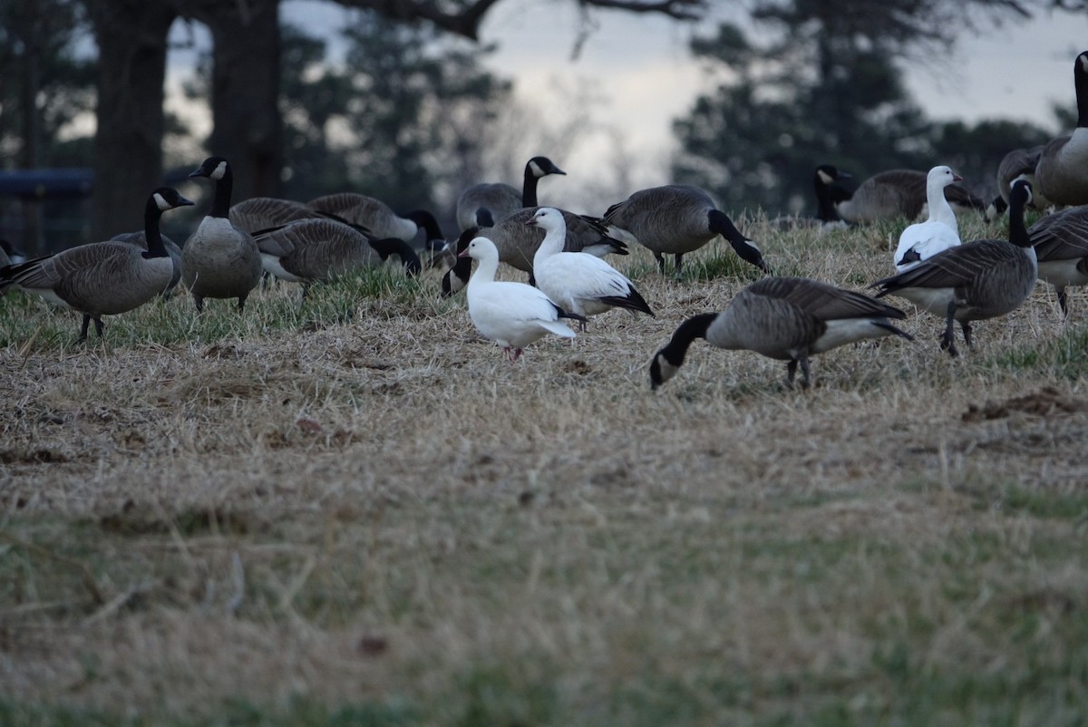 Ross's Goose - ML613954995