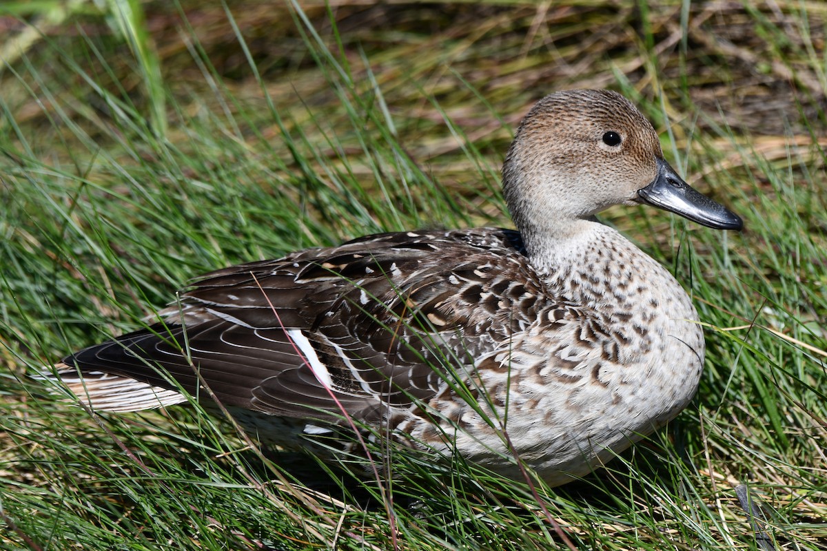 Northern Pintail - ML613955049