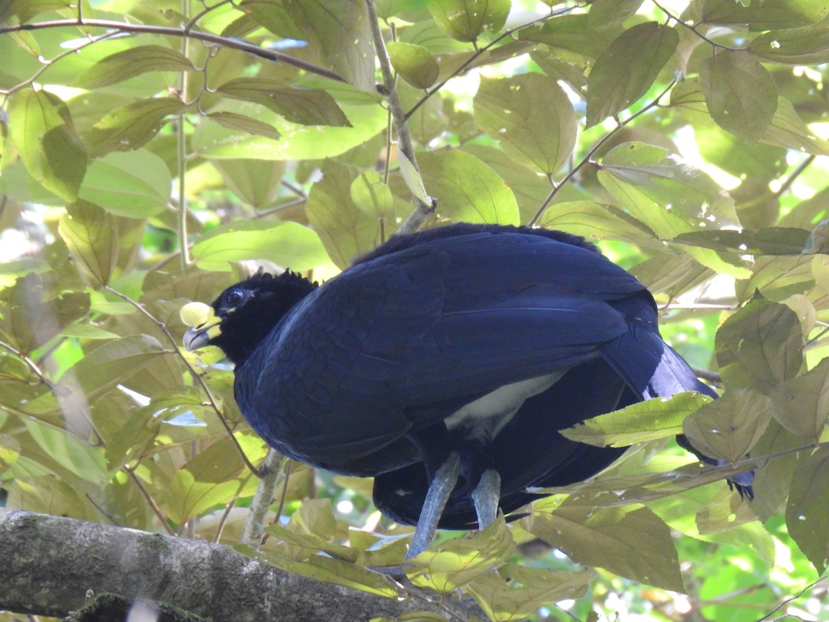 Great Curassow - ML613955099