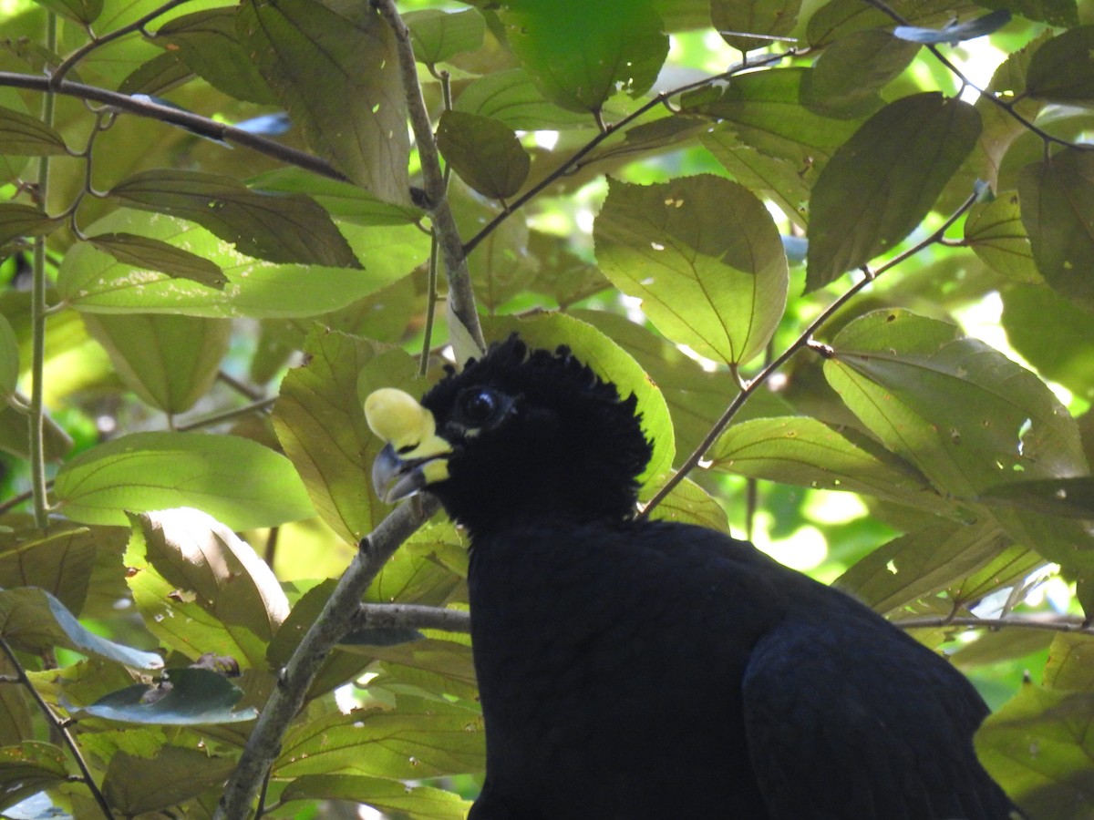 Great Curassow - ML613955156