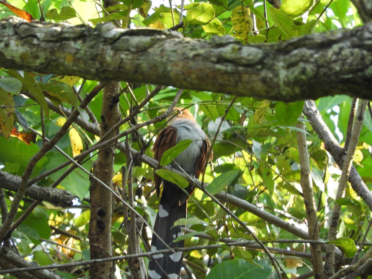 Squirrel Cuckoo - ML613955267