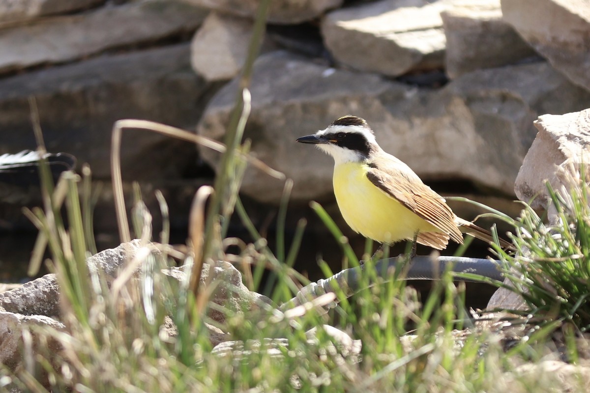 Great Kiskadee - ML613955302