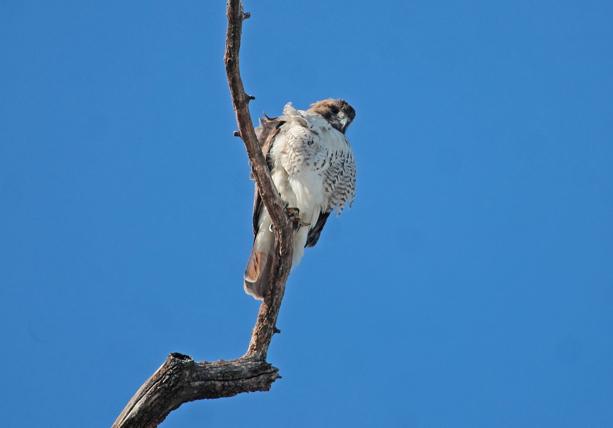 Rotschwanzbussard - ML613955340