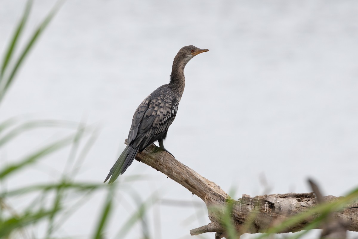Long-tailed Cormorant - ML613955406
