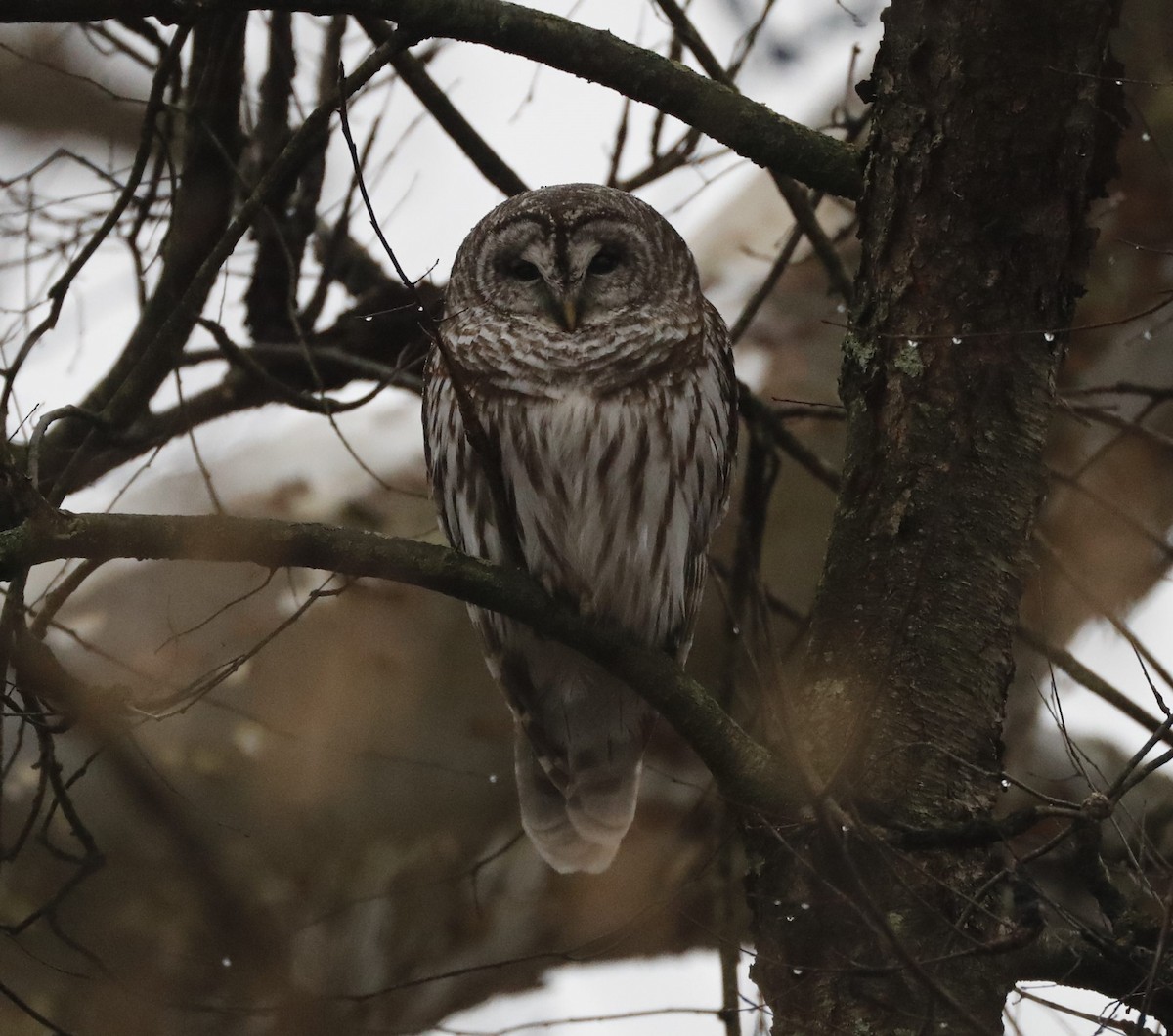 Barred Owl - ML613955453