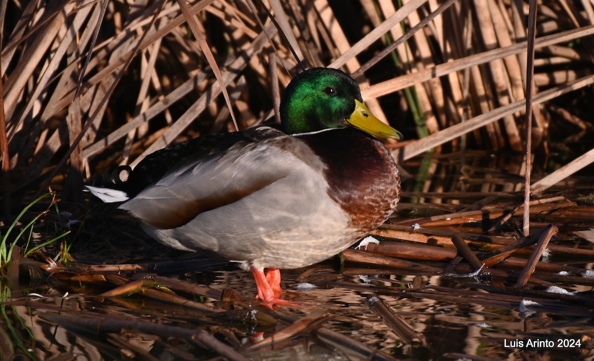 Mallard - ML613955509