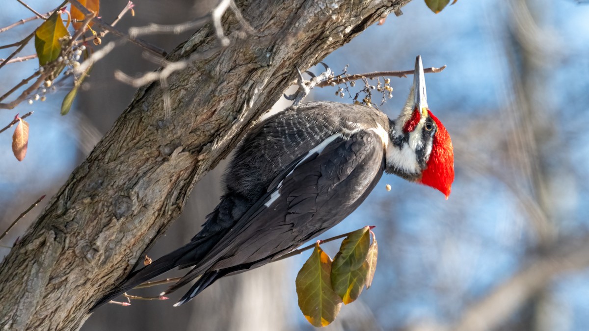 Pileated Woodpecker - ML613955598
