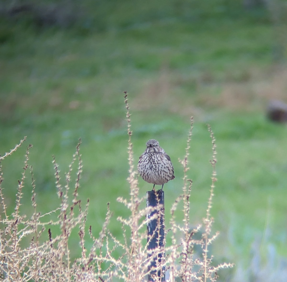 Sage Thrasher - ML613955684