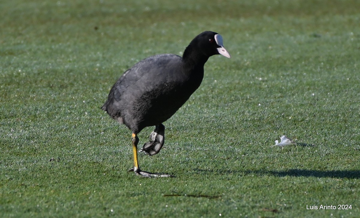 Eurasian Coot - Luis Arinto