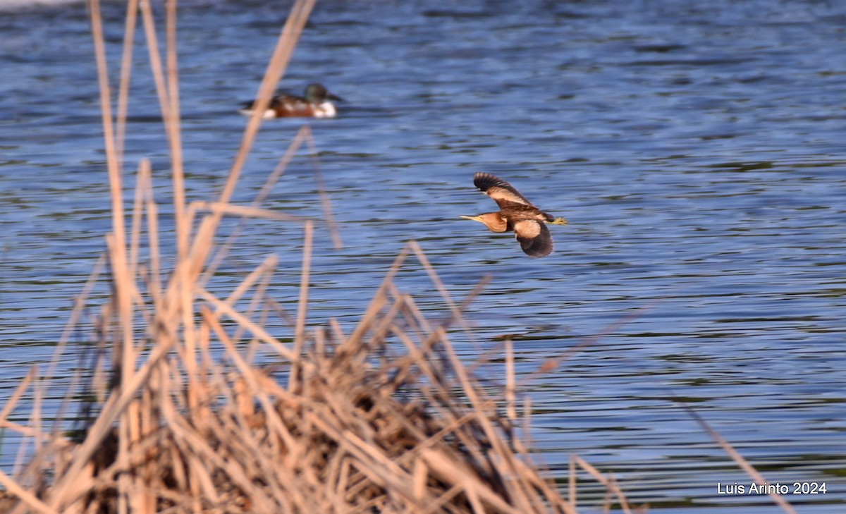 Little Bittern - ML613955705