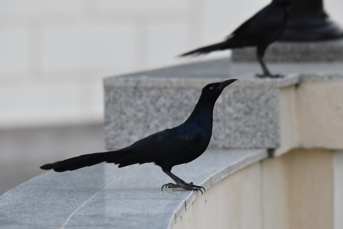 Great-tailed Grackle - ML613955726