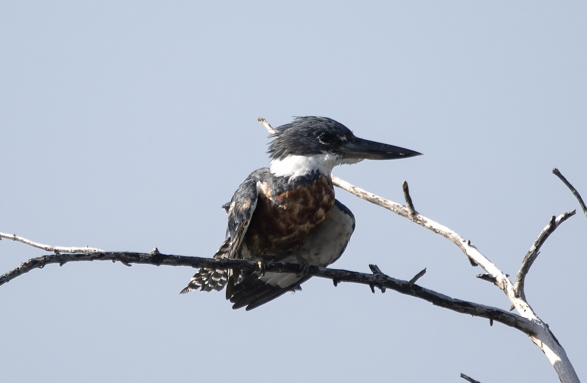 Ringed Kingfisher - ML613955760