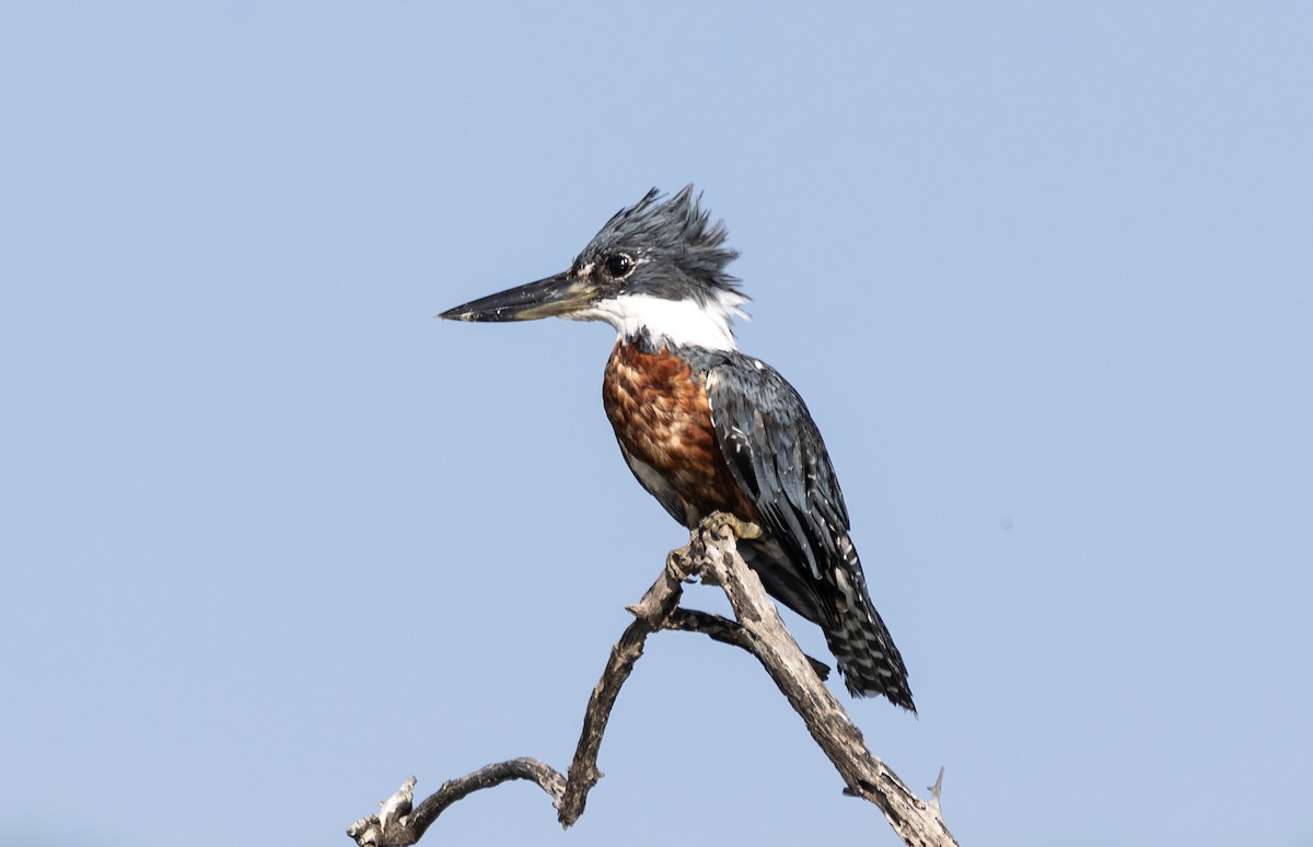 Ringed Kingfisher - ML613955761