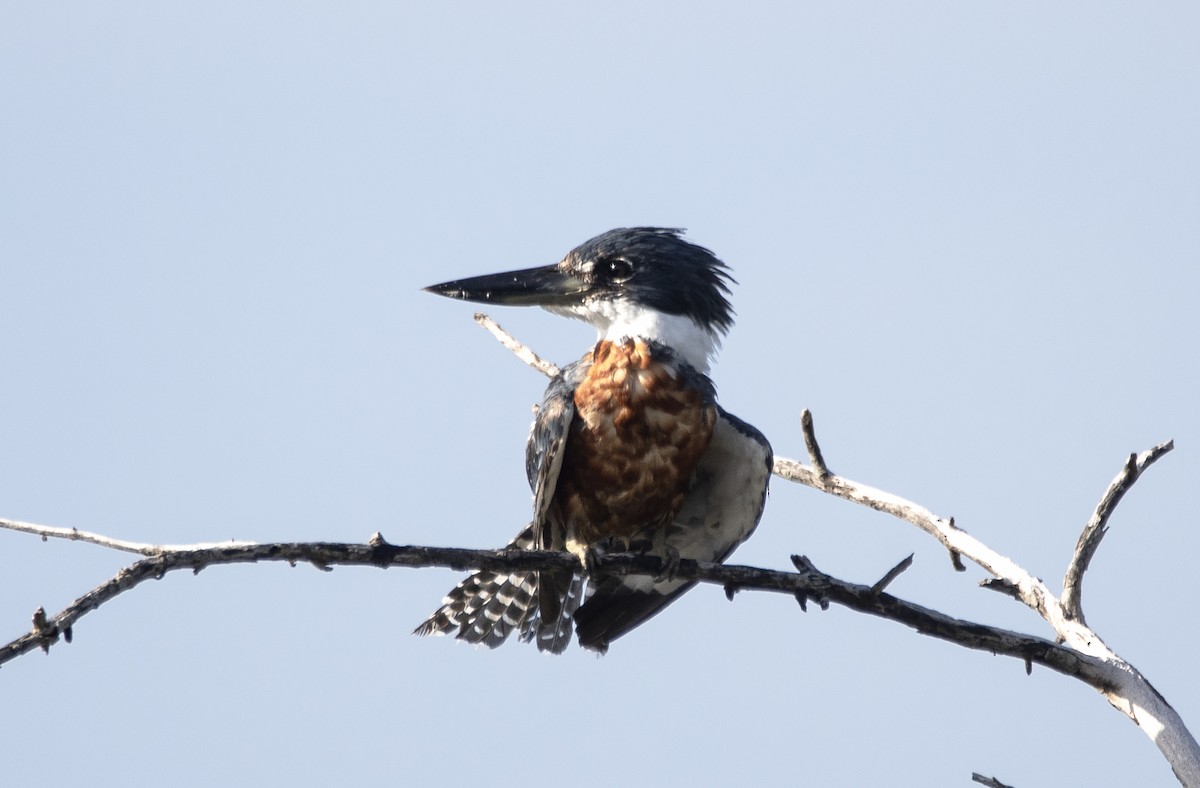 Ringed Kingfisher - ML613955762