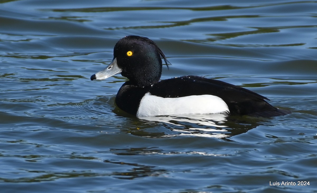 Tufted Duck - ML613955797