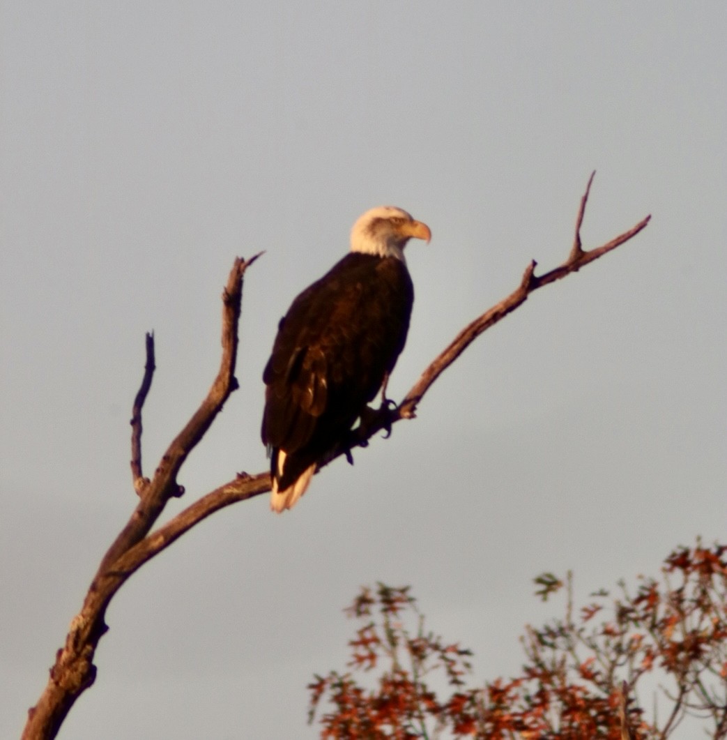 Bald Eagle - ML613955799