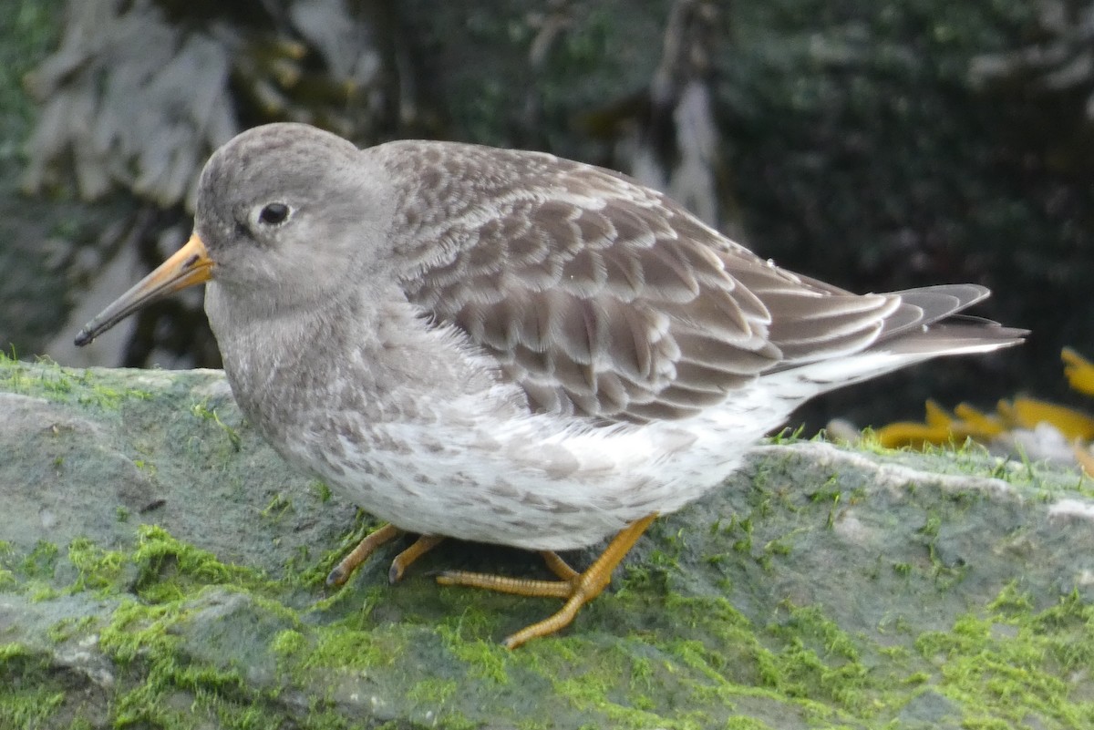 Purple Sandpiper - ML613955831