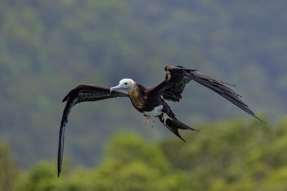 Great Frigatebird - ML613955902
