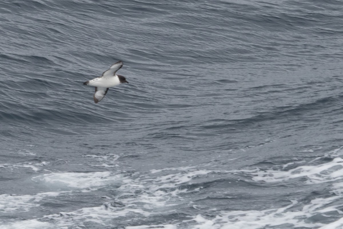 Cape Petrel - ML613955918