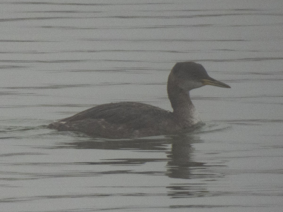 Red-necked Grebe - ML613955991